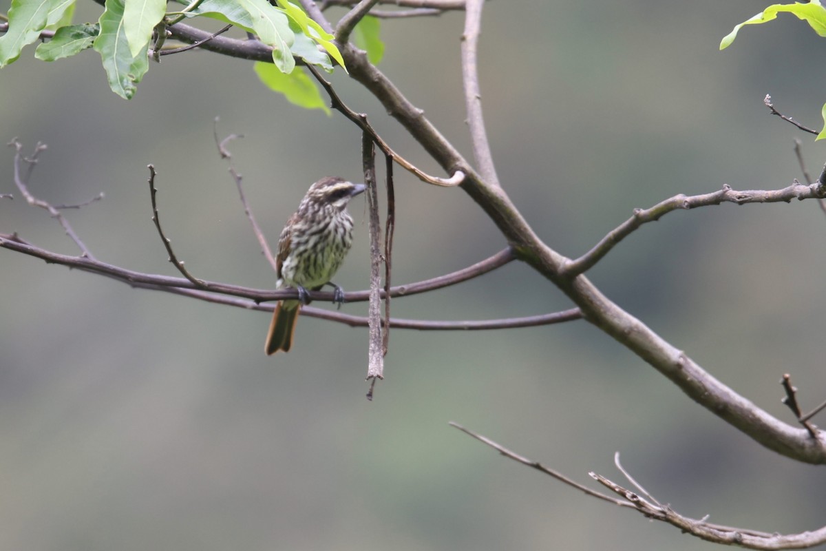 Streaked Flycatcher - ML527179591