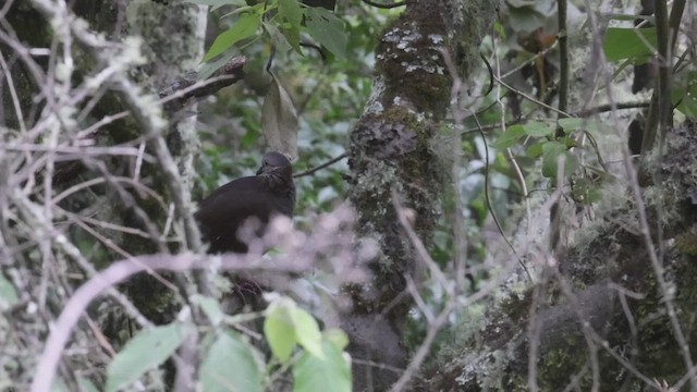 White-throated Quail-Dove - ML527180201