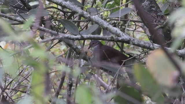 White-throated Quail-Dove - ML527180321