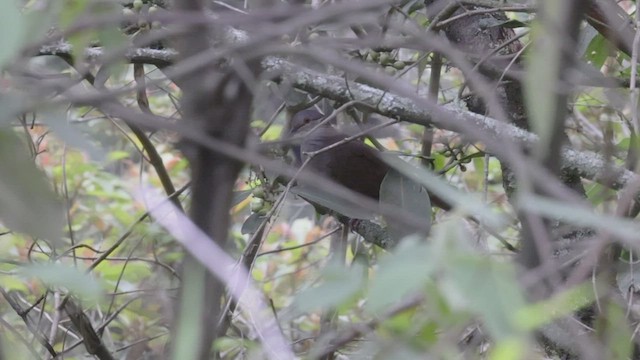 White-throated Quail-Dove - ML527180681