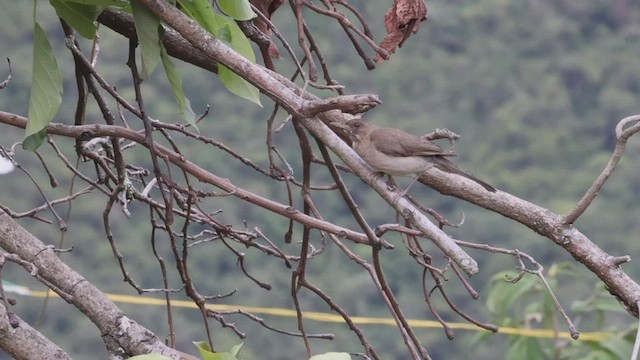 Creamy-bellied Thrush - ML527181191