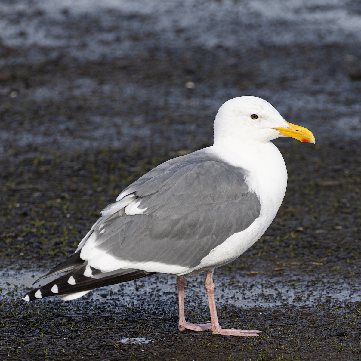 Western Gull - ML527181441