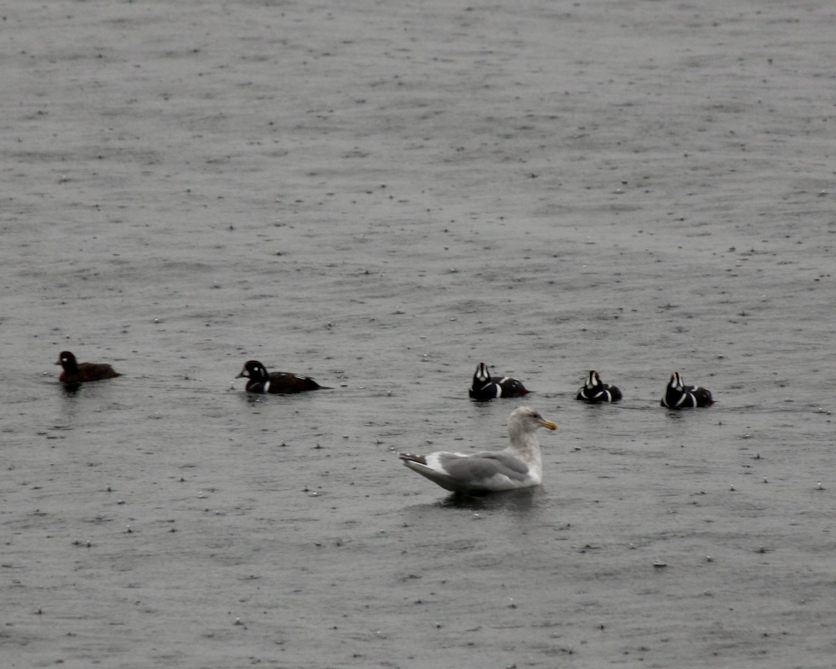 Harlequin Duck - ML527181511