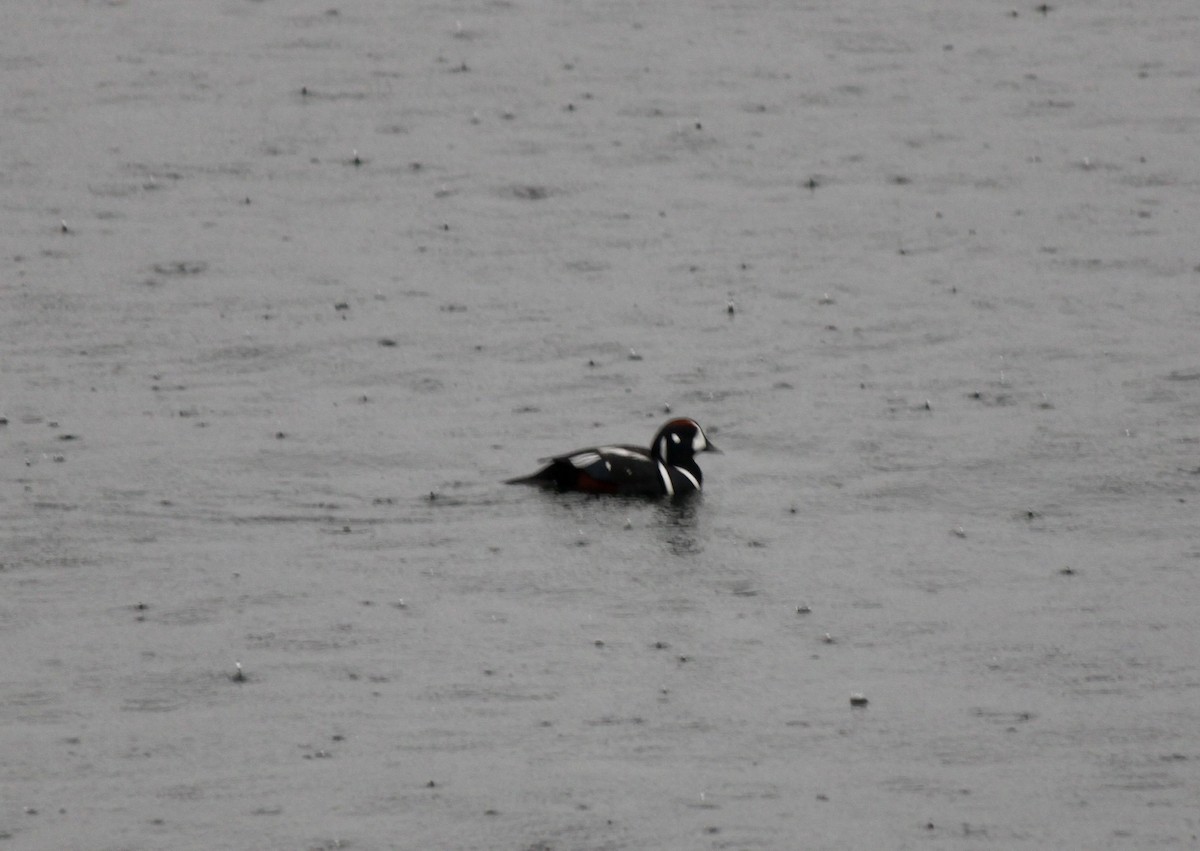 Harlequin Duck - ML527181521