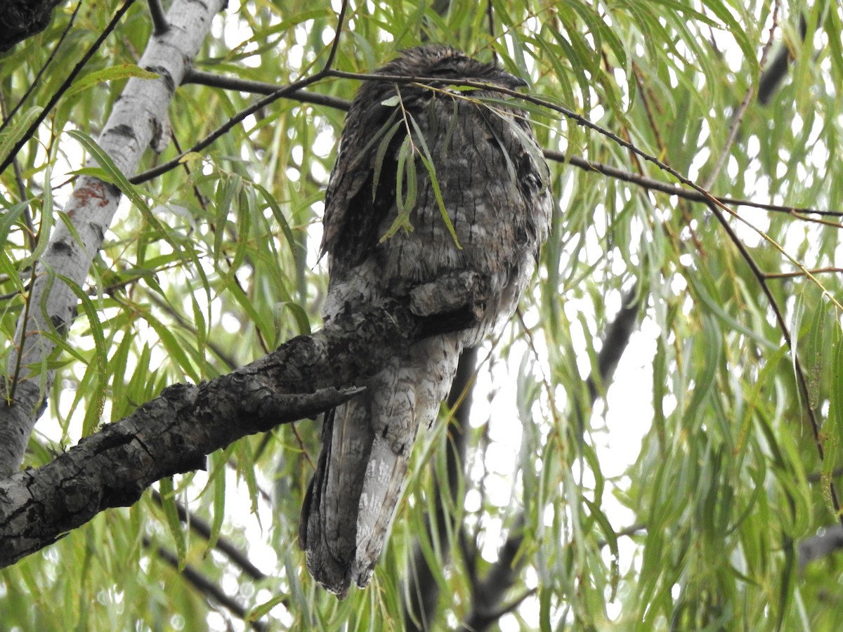 Common Potoo - ML527181611