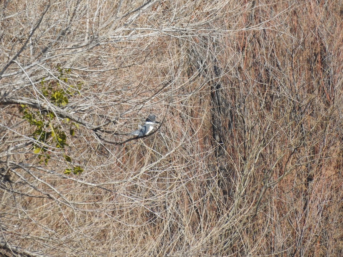 Belted Kingfisher - Usha Tatini