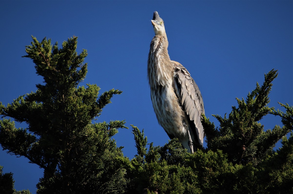 Great Blue Heron - ML527182751