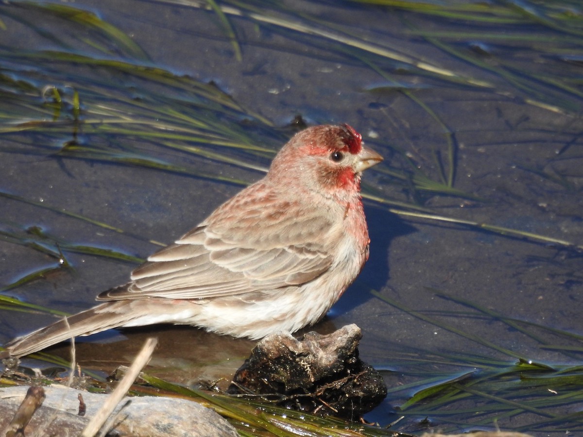 House Finch - ML527184401