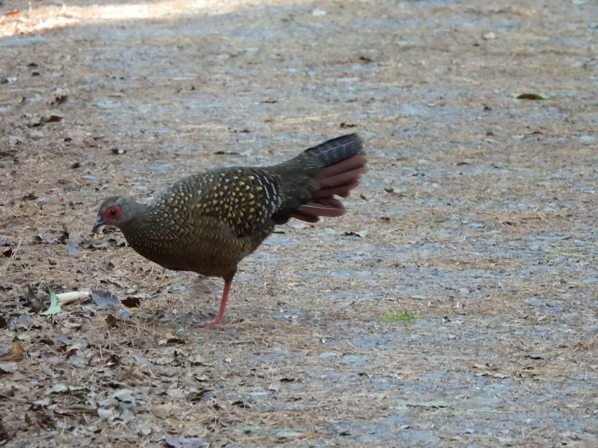 Swinhoe's Pheasant - ML527185301