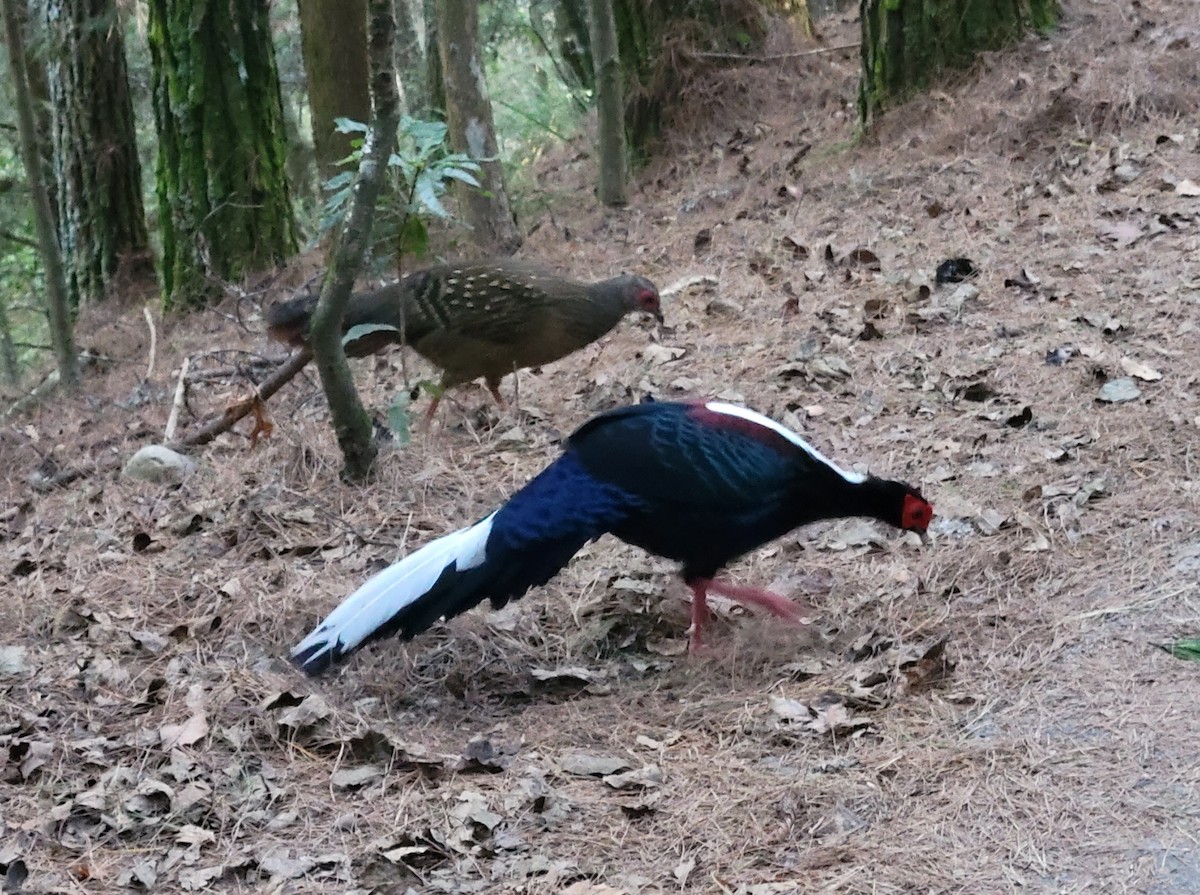 Swinhoe's Pheasant - ML527185391