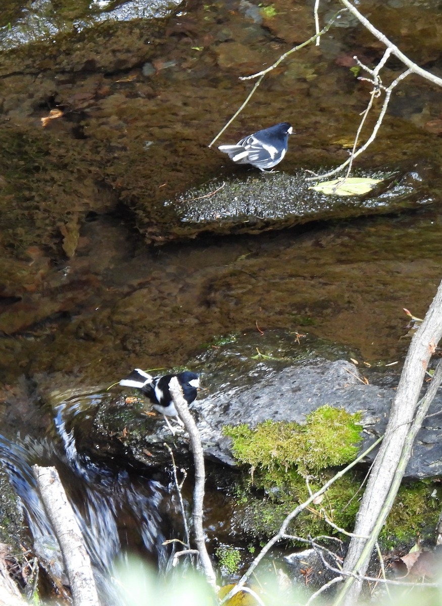 Little Forktail - ML527185471