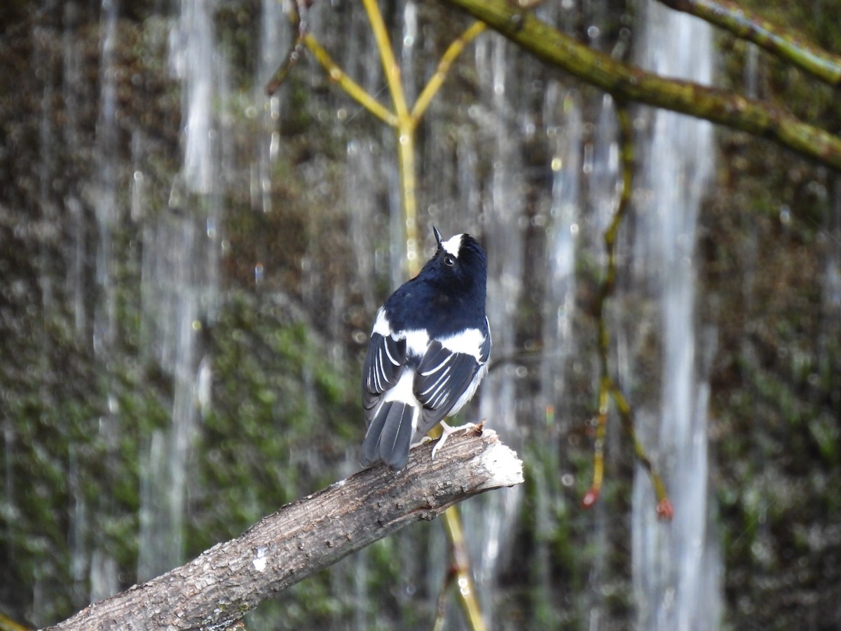 Little Forktail - ML527185481