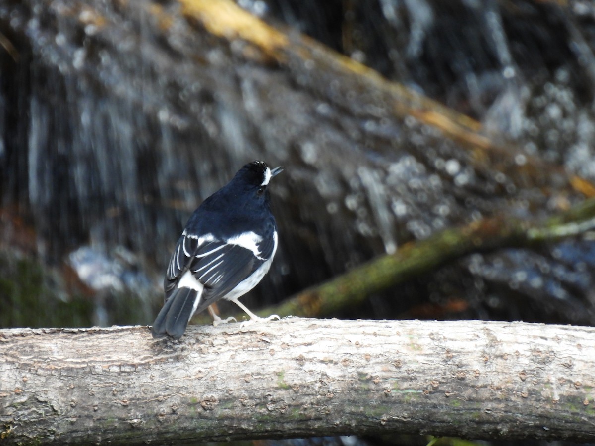 Little Forktail - ML527185501