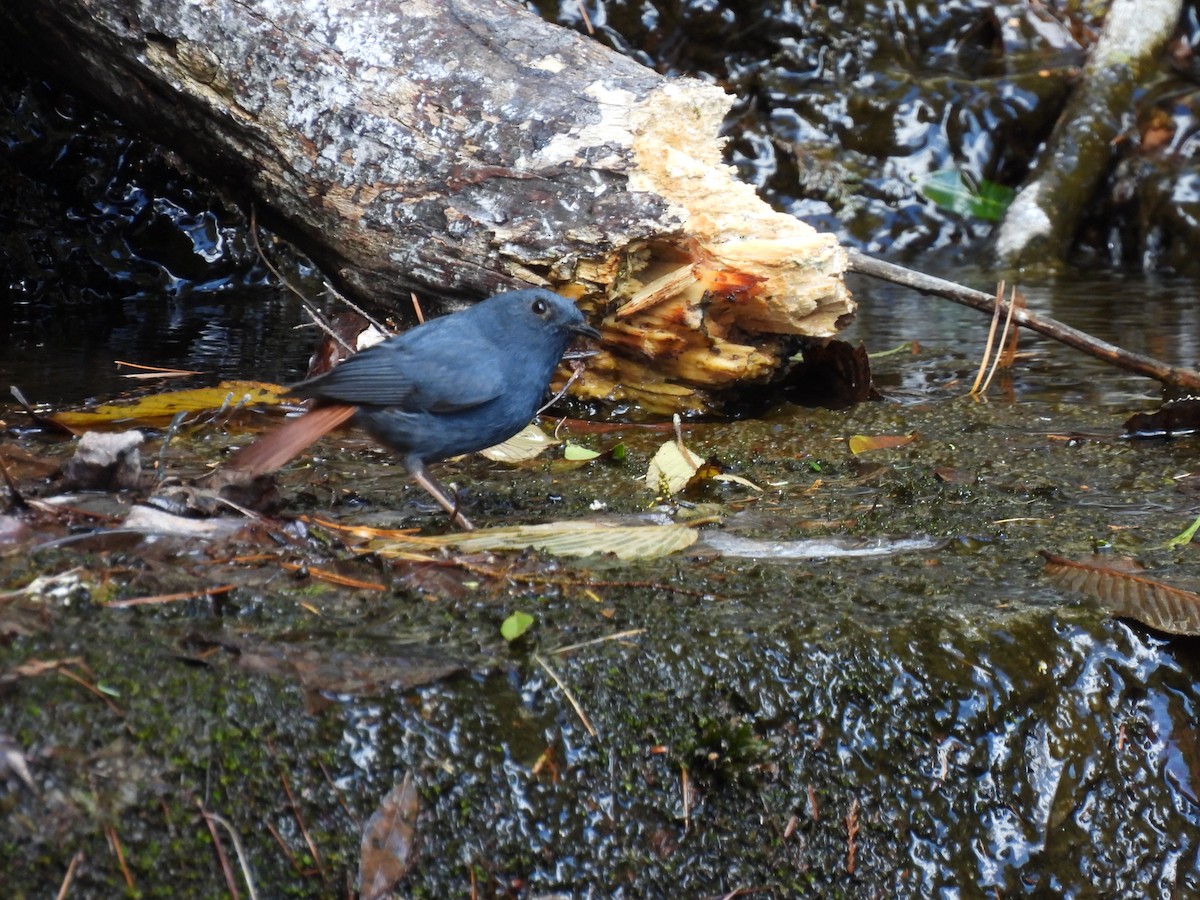 Plumbeous Redstart - ML527186141