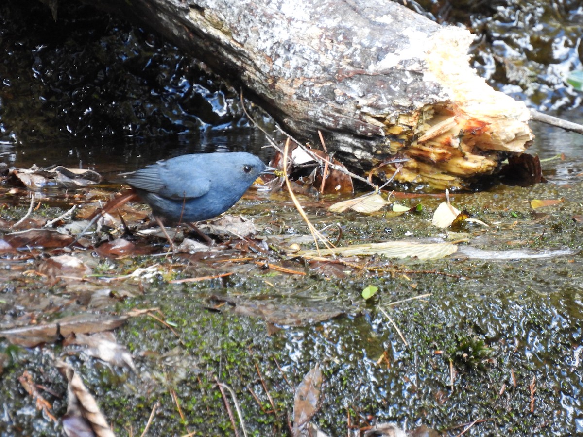 Plumbeous Redstart - ML527186151