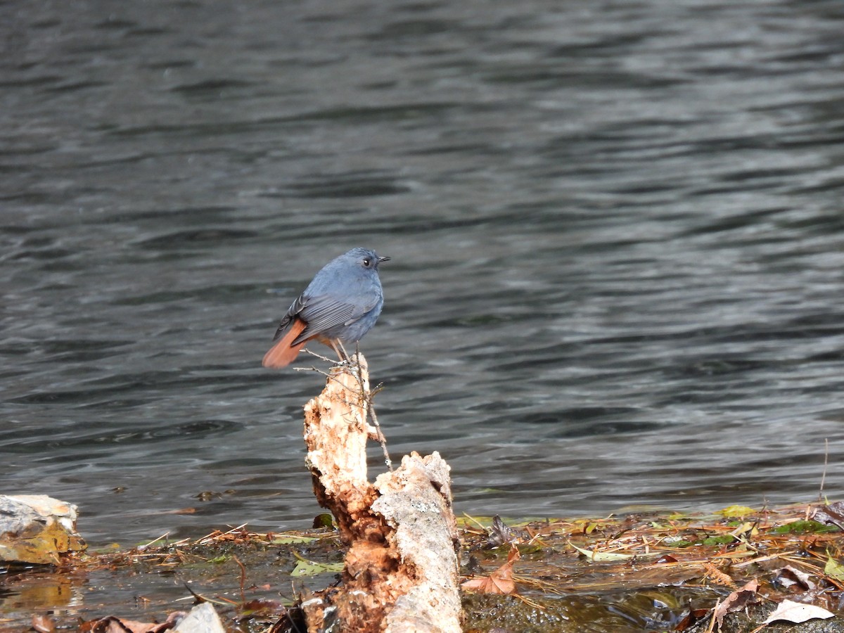 Plumbeous Redstart - ML527186161