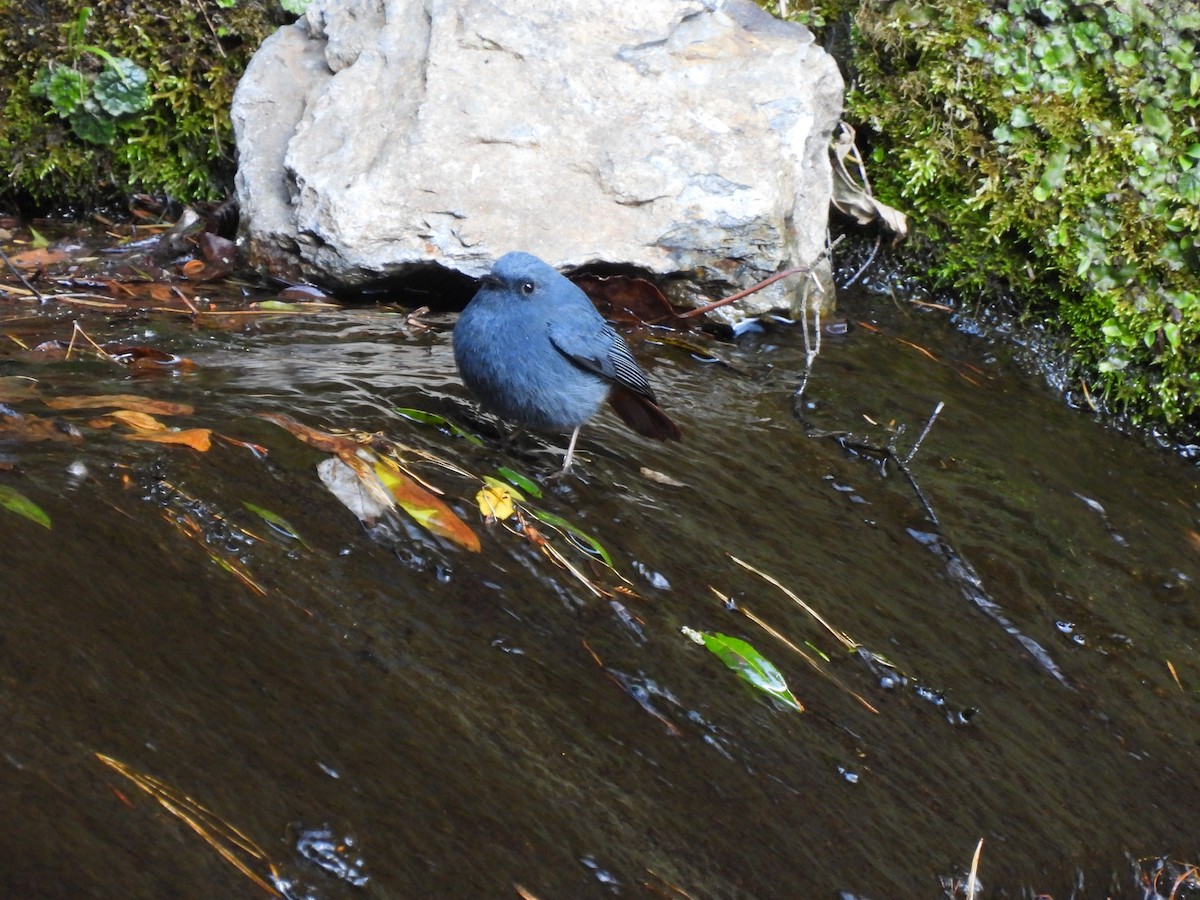 Plumbeous Redstart - ML527186171