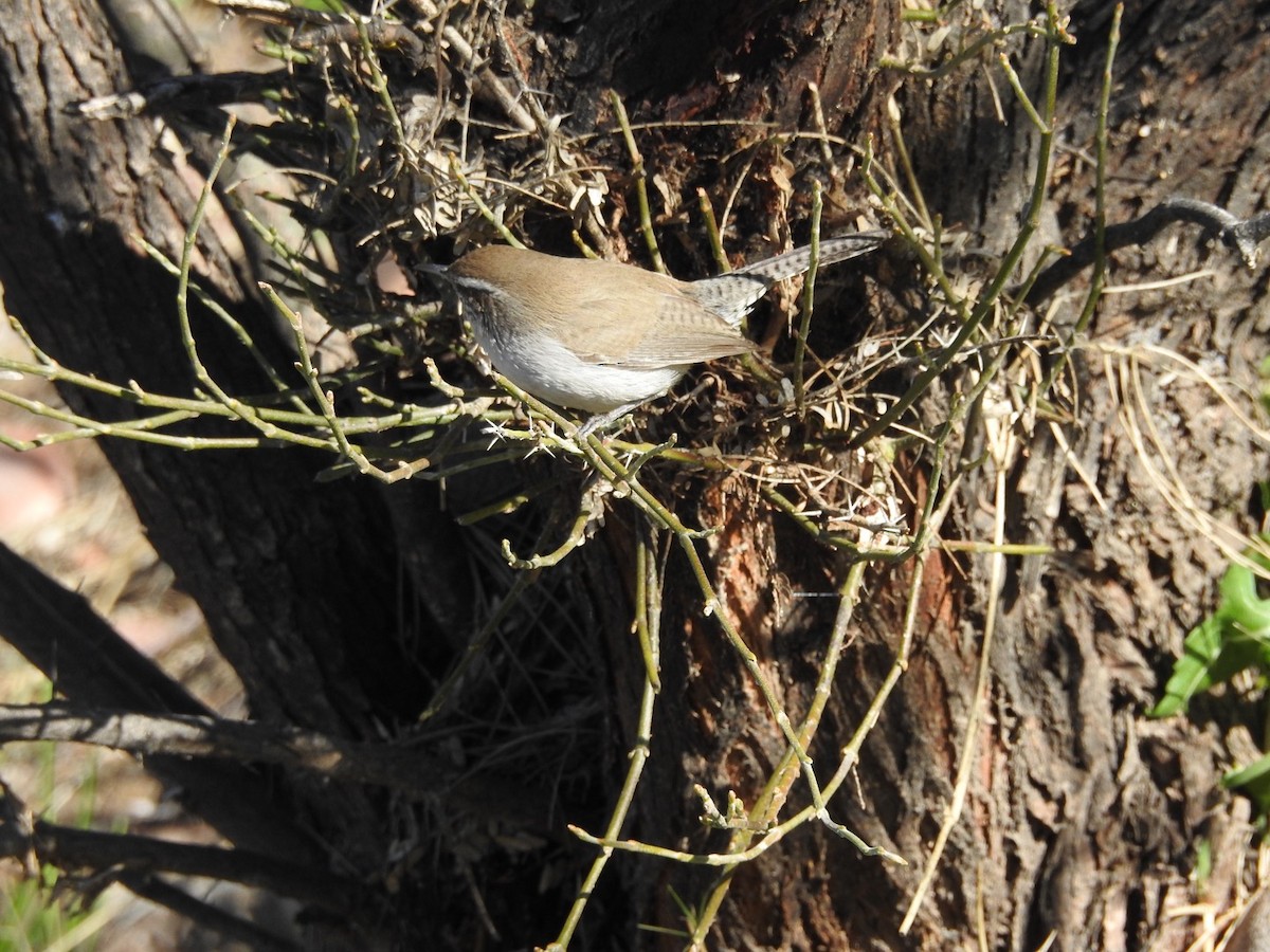 Bewick's Wren - ML527186261