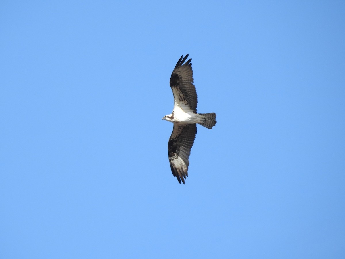 Balbuzard pêcheur - ML527186781