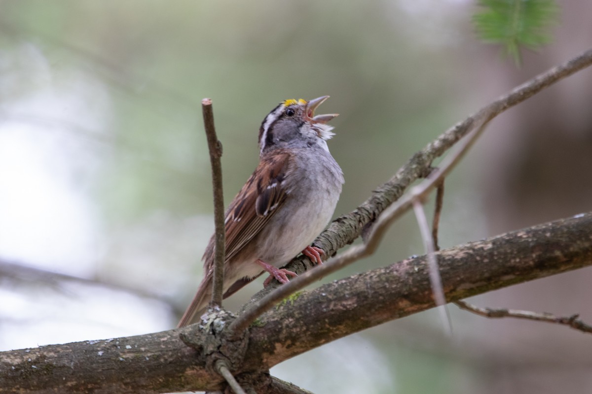 White-throated Sparrow - ML527188111