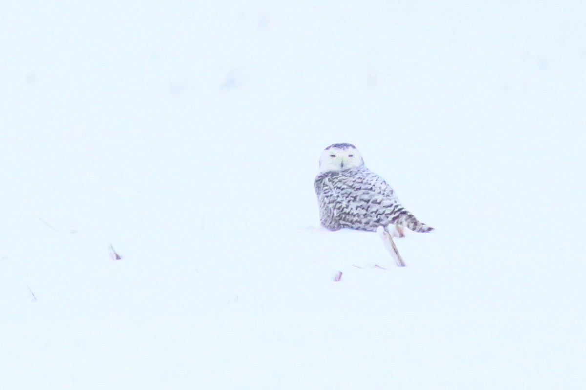 Snowy Owl - ML527188631