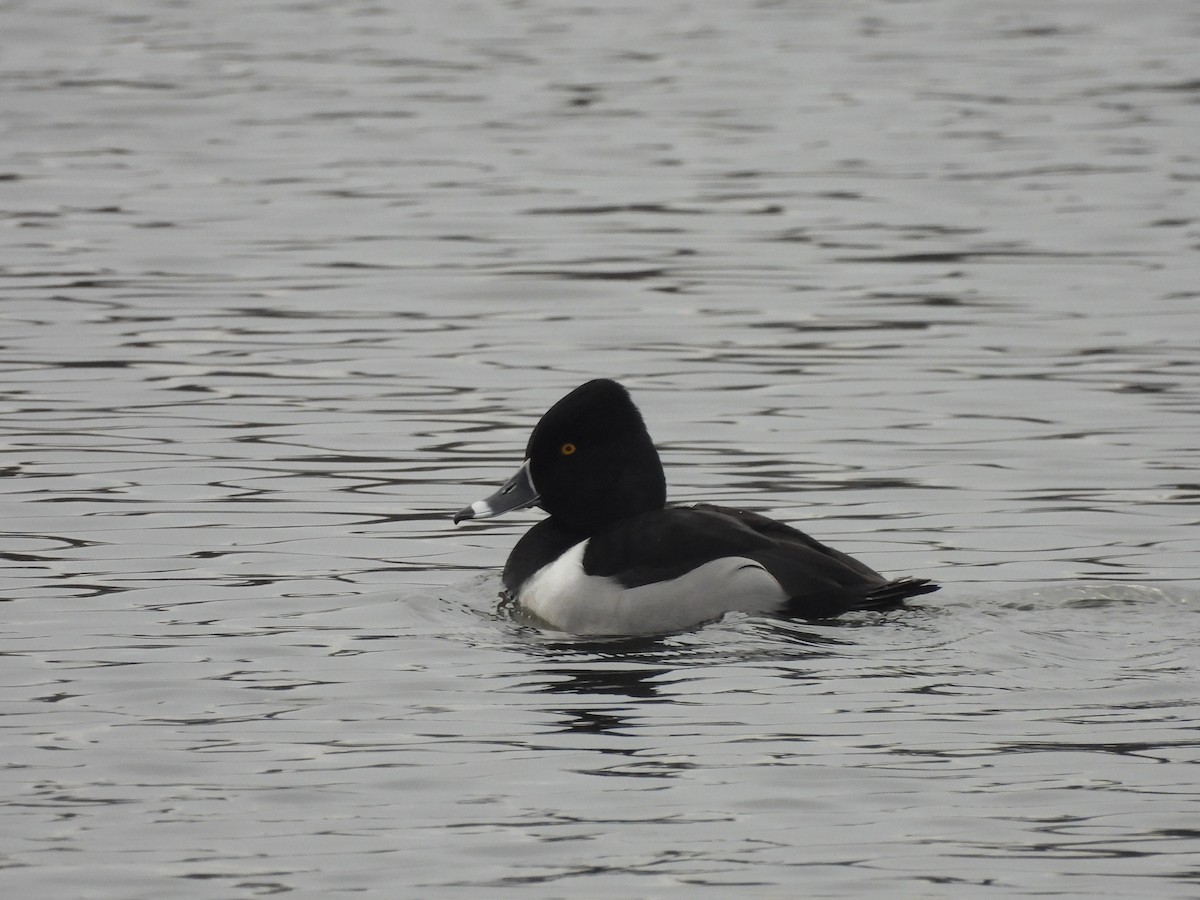 Ring-necked Duck - ML527189071