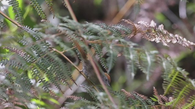 Azara's Spinetail - ML527189181