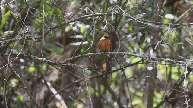 Cinnamon Flycatcher - ML527189601