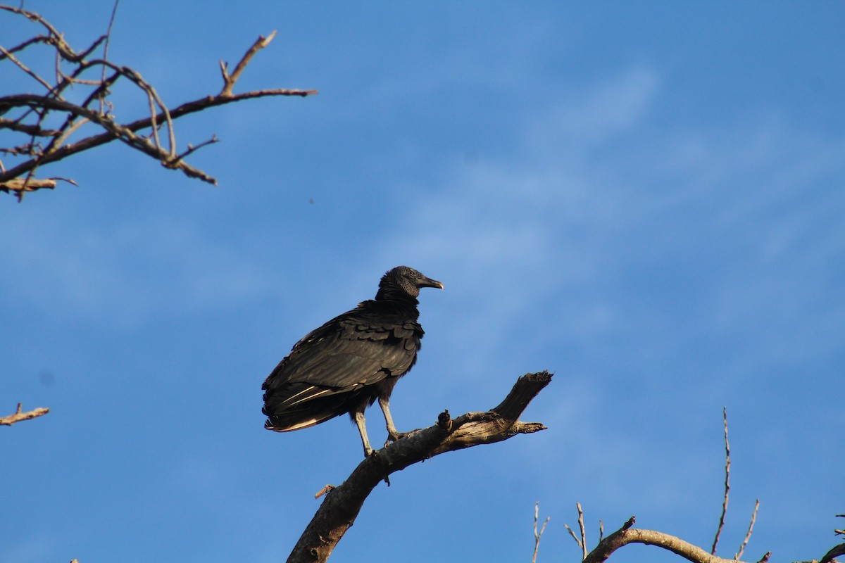 Black Vulture - ML527189781
