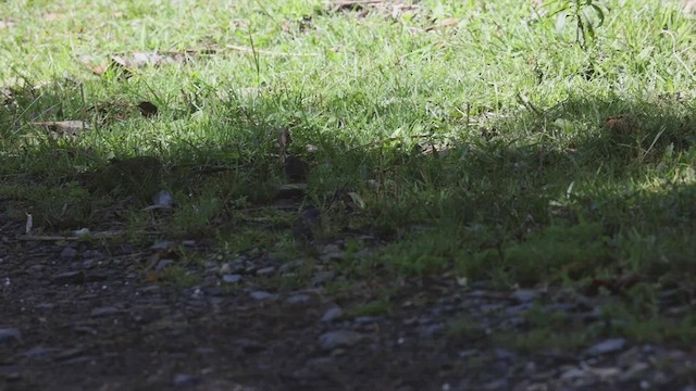 Slaty Finch - ML527189951