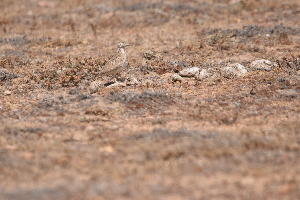 Least Seedsnipe - Víctor Hugo Sarabia Sánchez