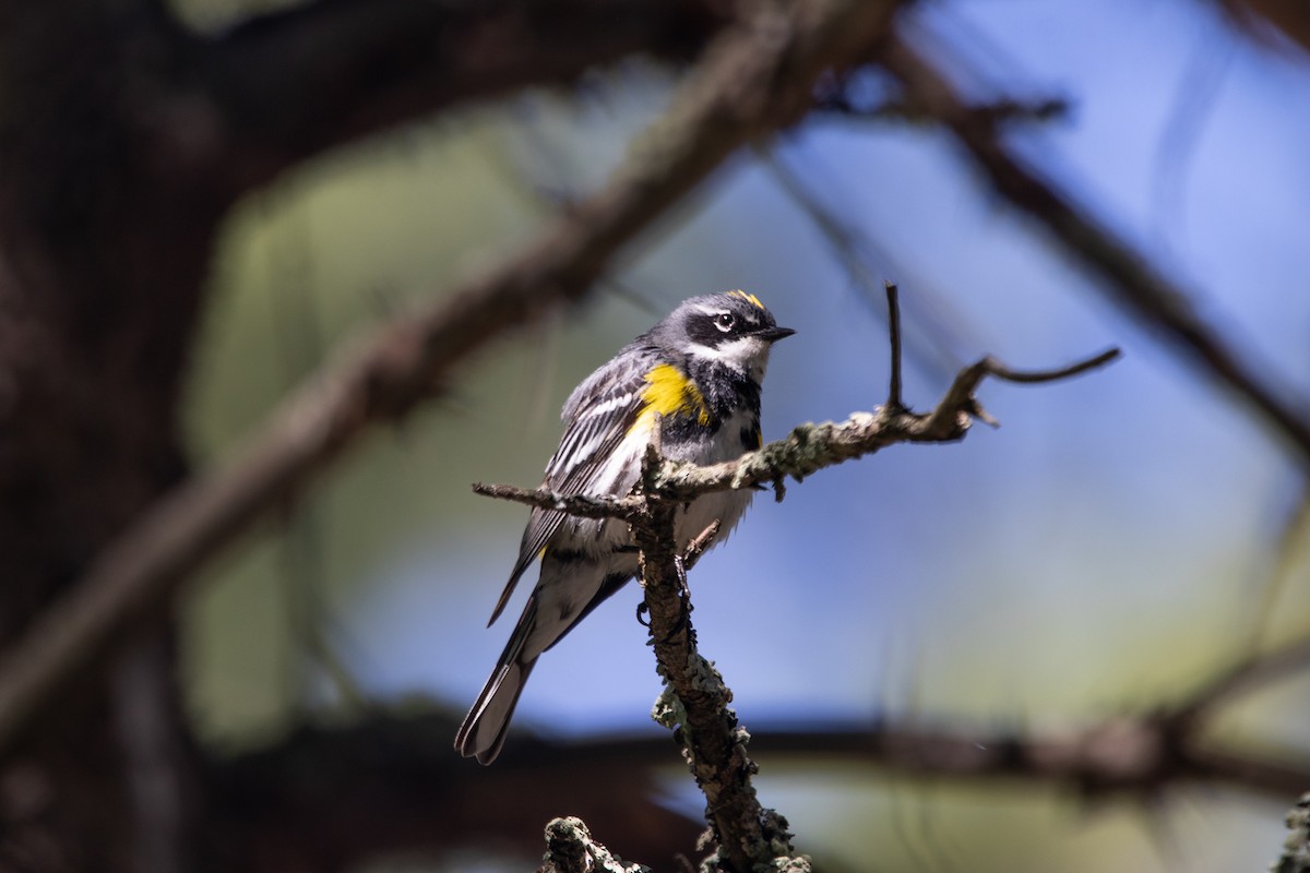 Yellow-rumped Warbler - ML527190221