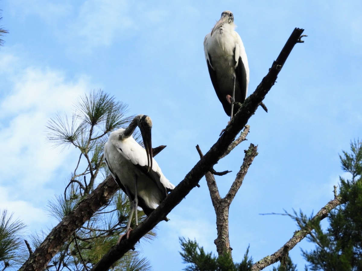 Wood Stork - ML527191071