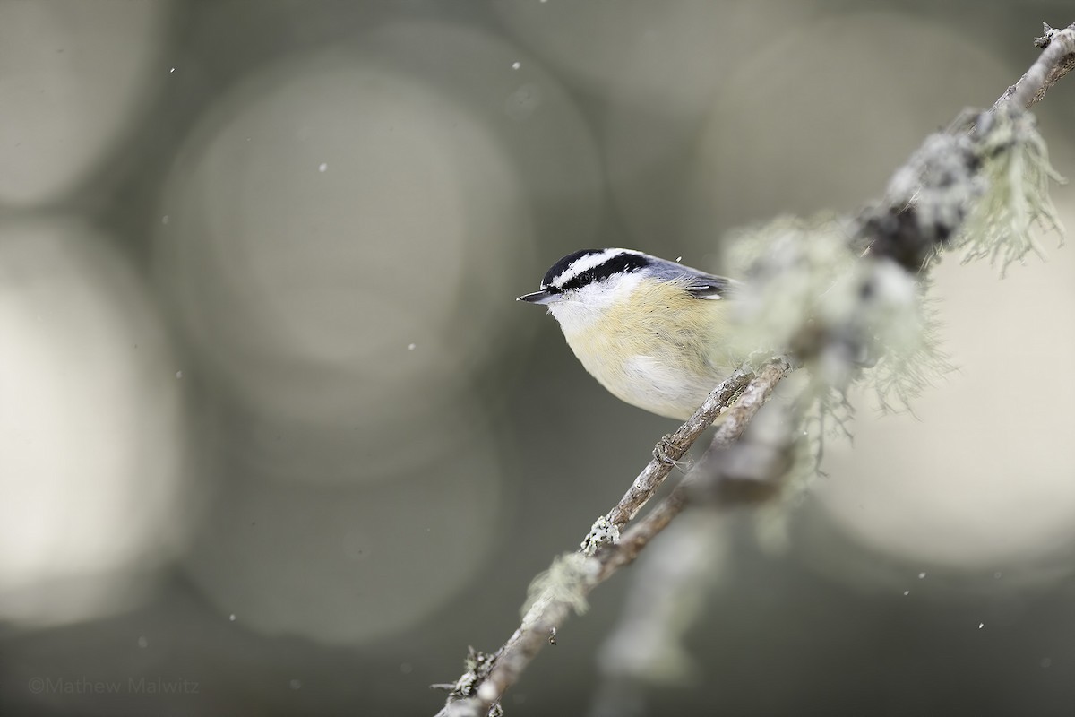 Red-breasted Nuthatch - Mathew Malwitz