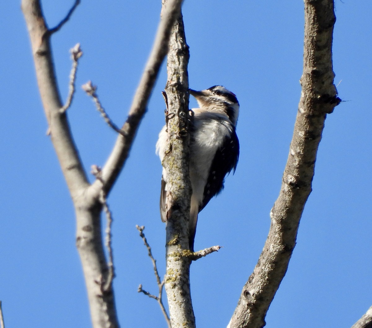 Hairy Woodpecker - MIck Griffin