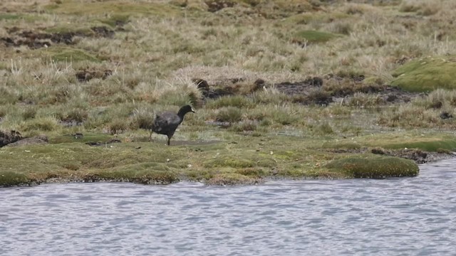 Giant Coot - ML527191701