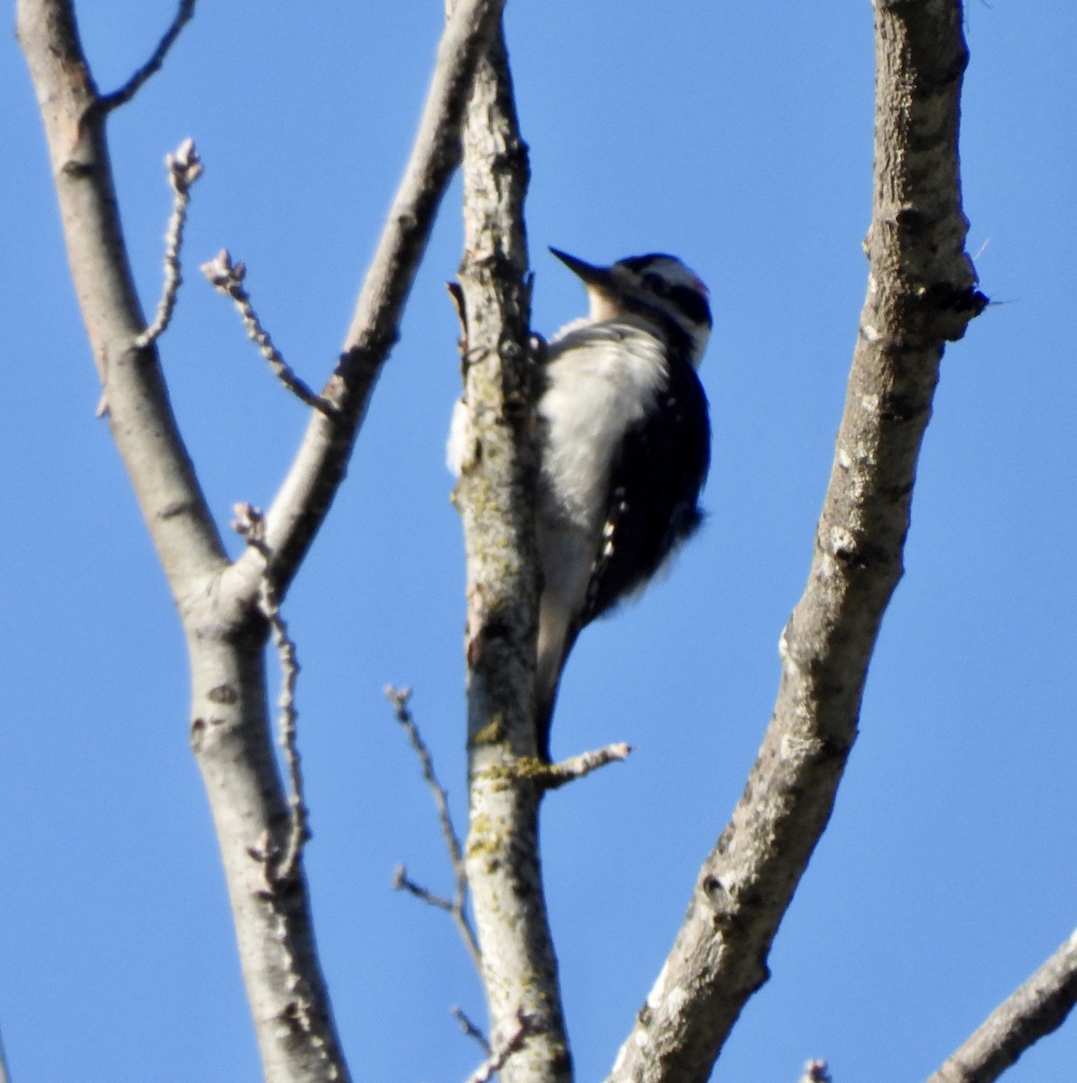 Hairy Woodpecker - MIck Griffin