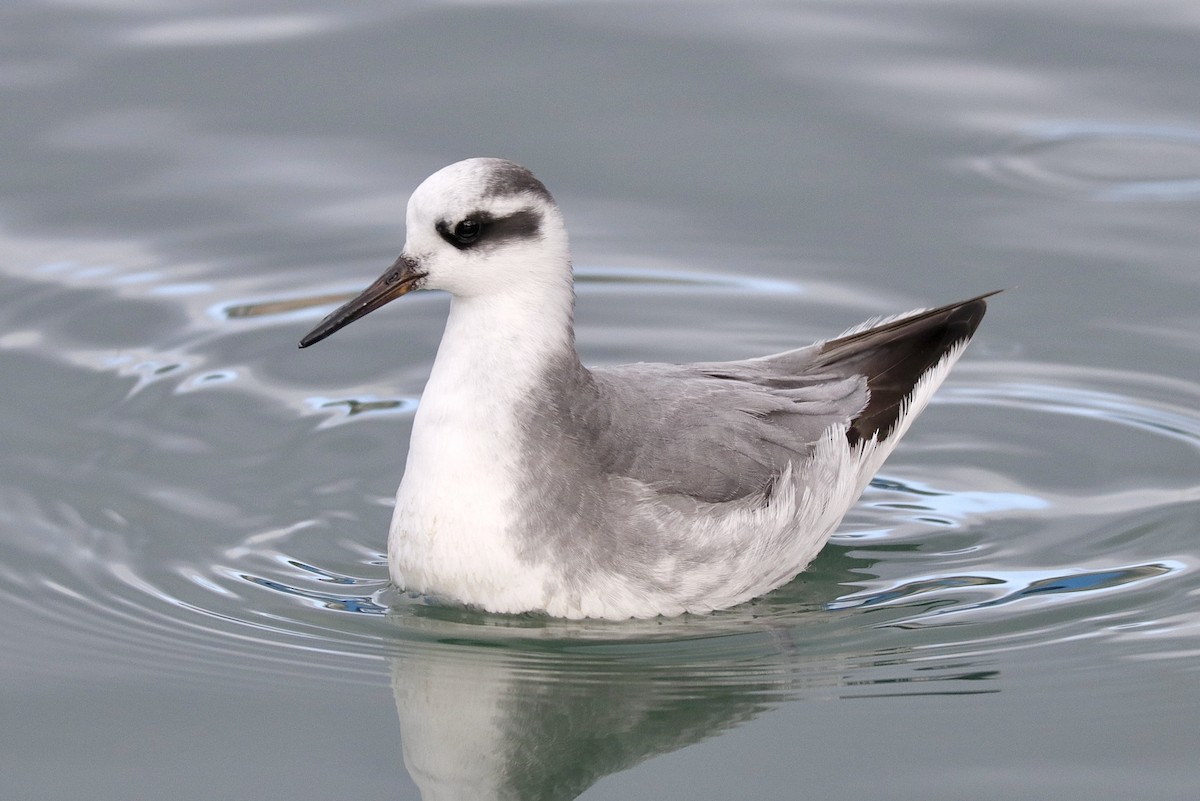 Red Phalarope - ML527192111