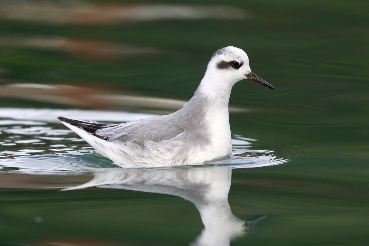 Red Phalarope - ML527192121