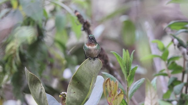 Colibrí Gorjiamatista (grupo amethysticollis) - ML527192831