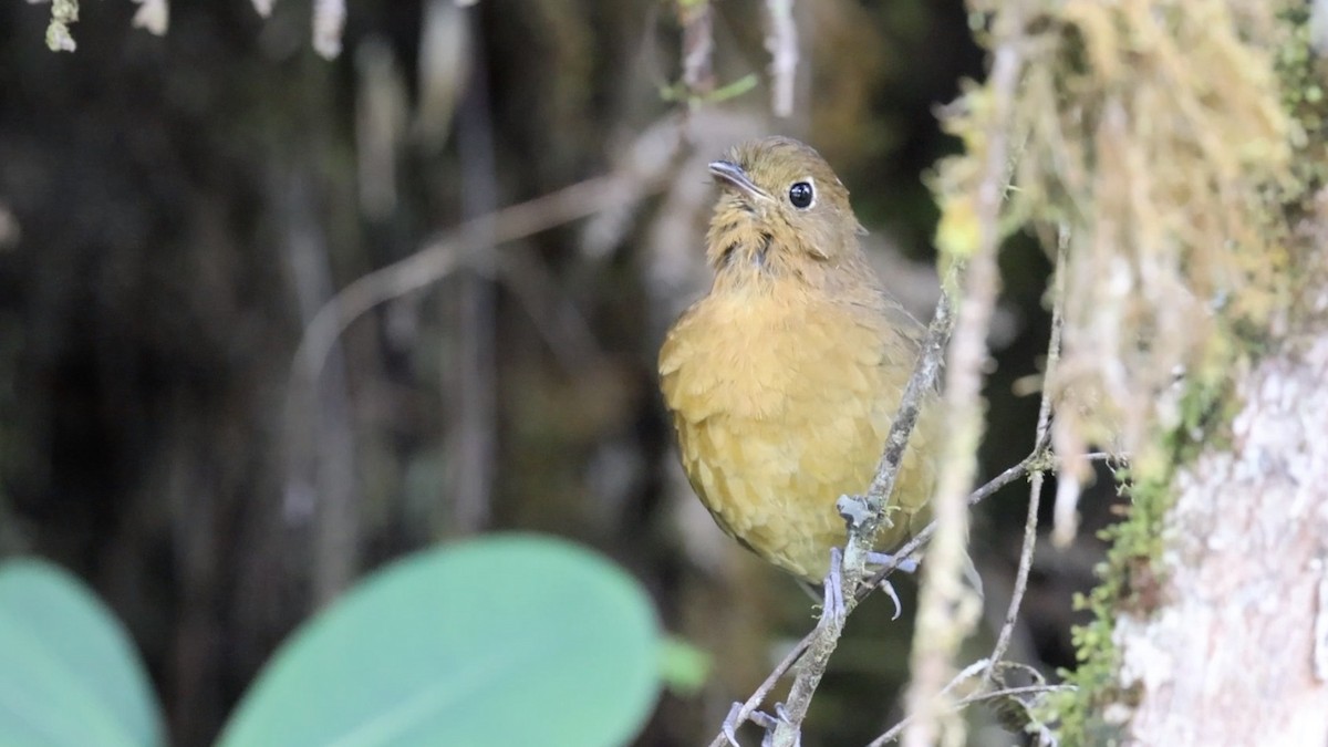 Bolivian Antpitta - ML527192861