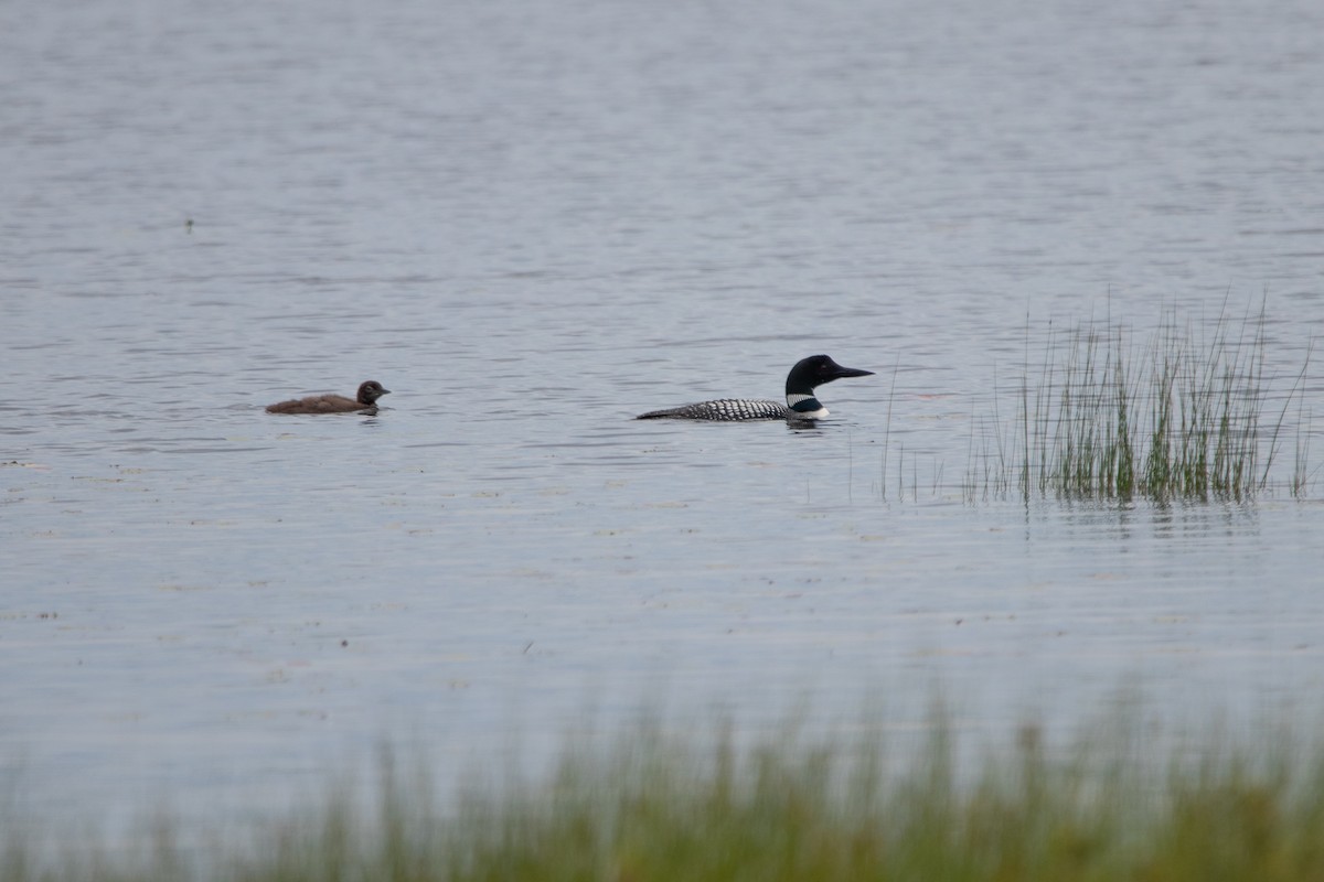 Common Loon - ML527192921