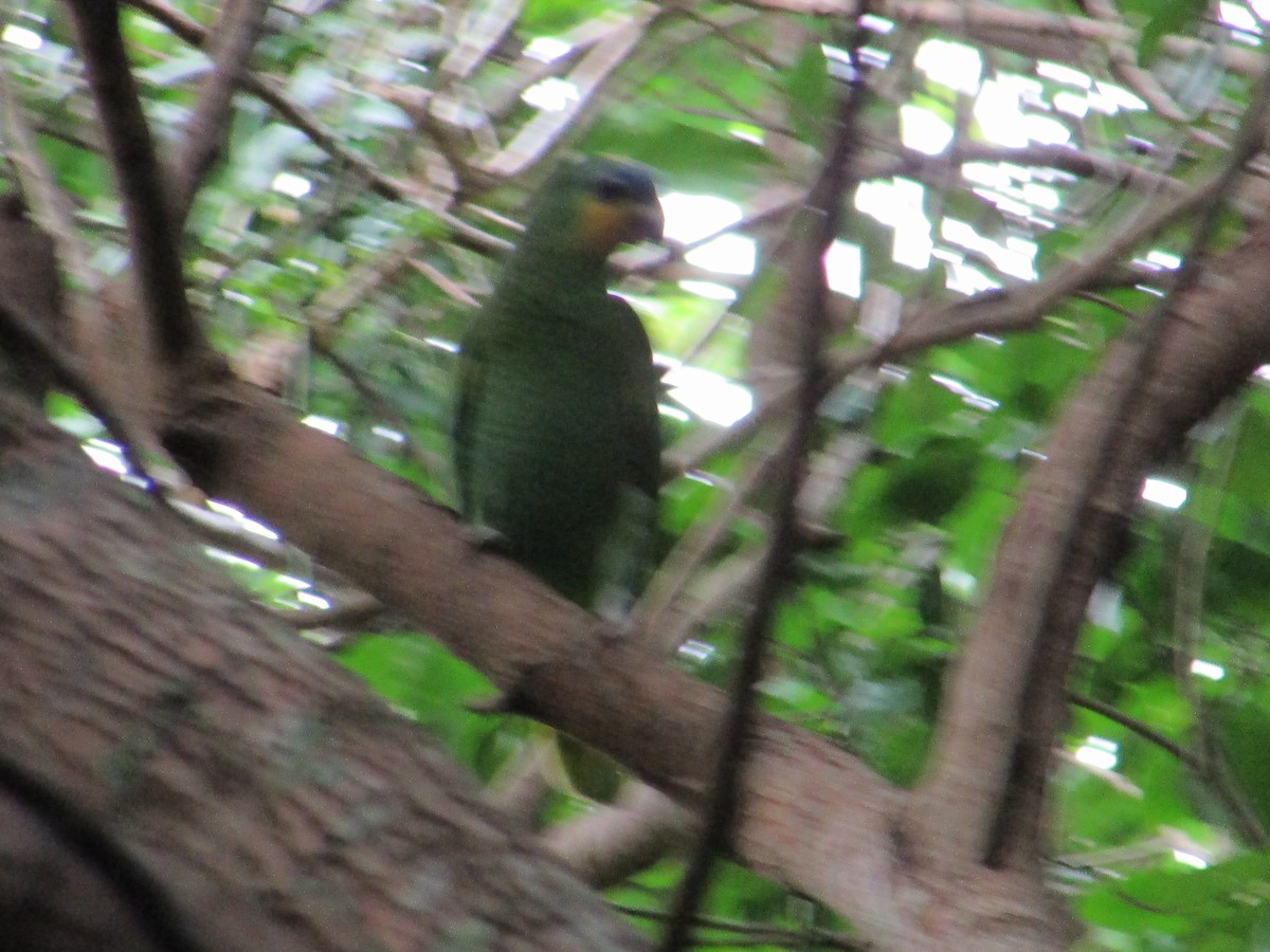 Orange-winged Parrot - ML527193211