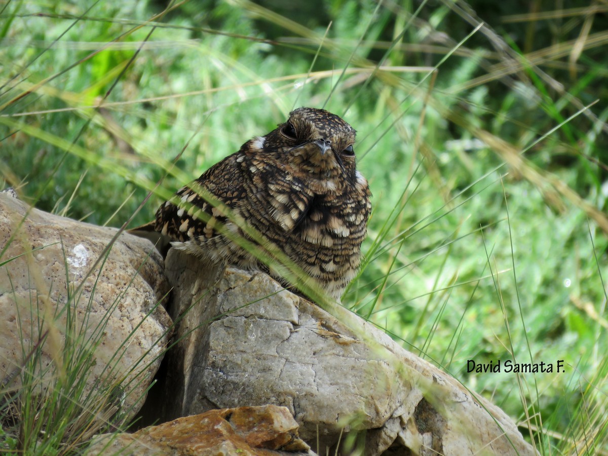 Band-winged Nightjar - ML52719331