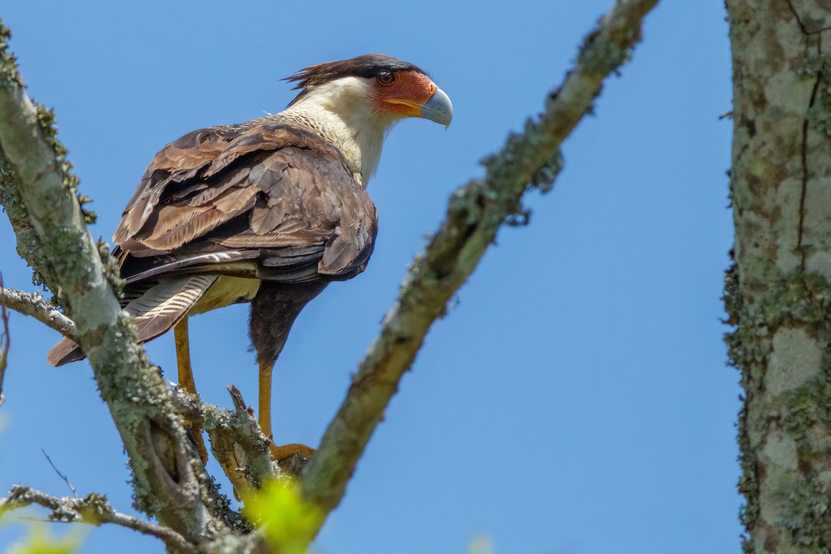 Caracara huppé - ML527194071