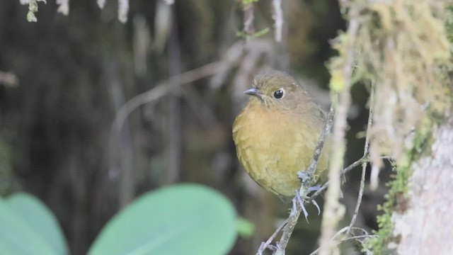 Bolivian Antpitta - ML527194381