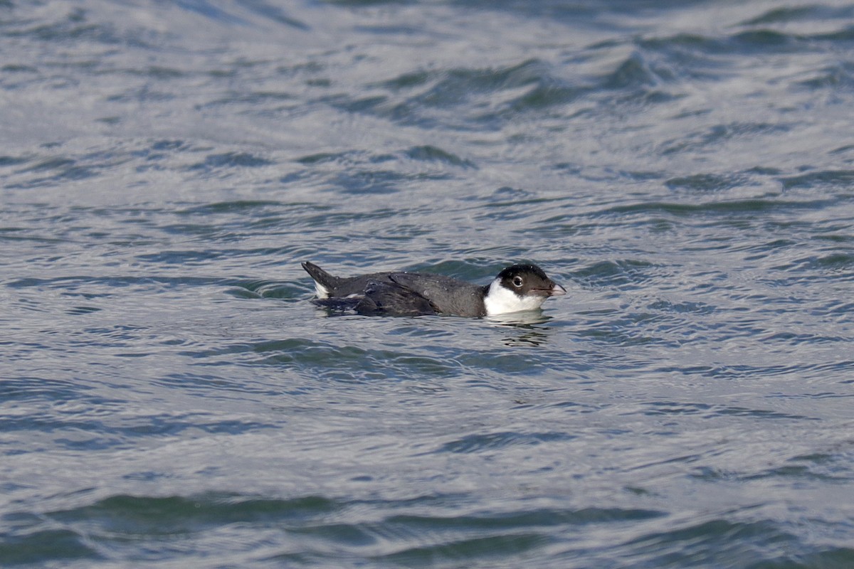 Ancient Murrelet - ML527196551