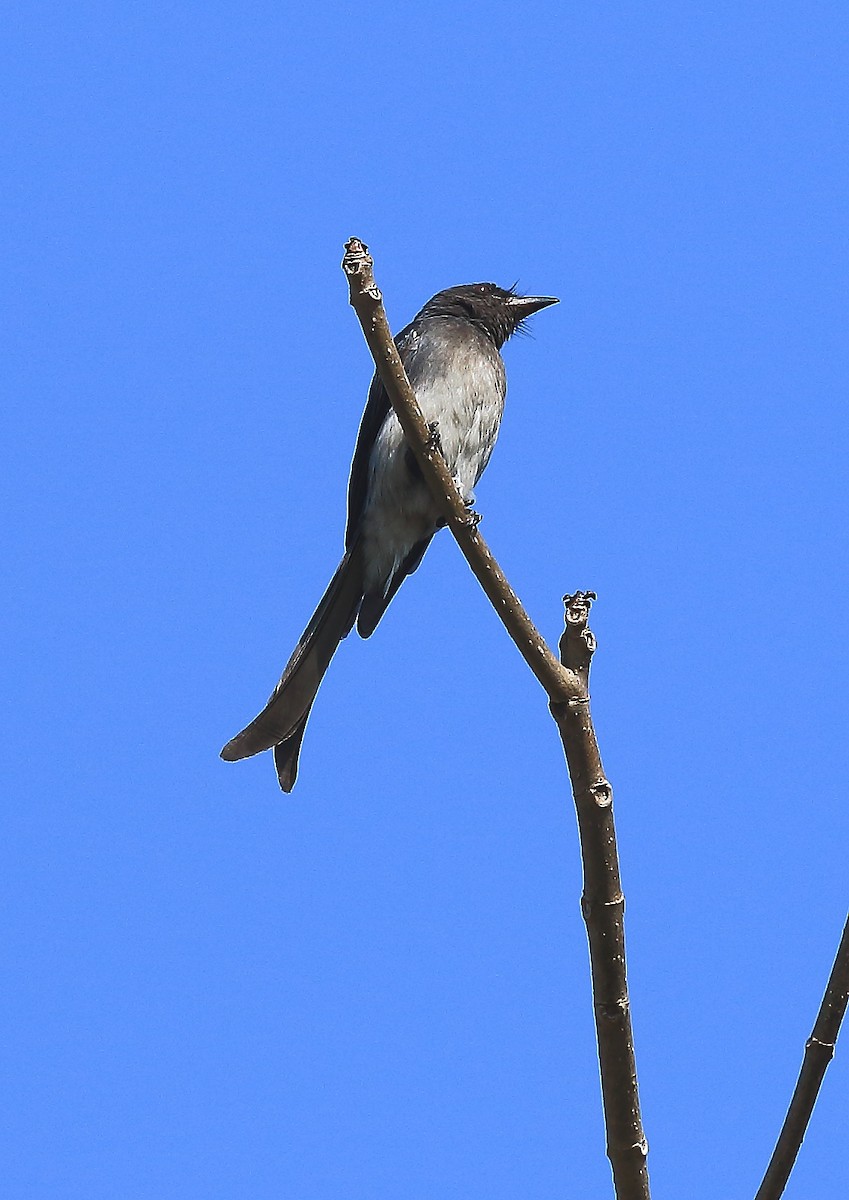 White-bellied Drongo - David Barton