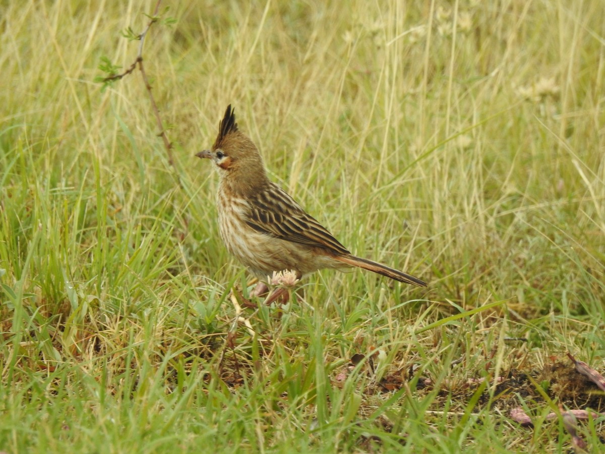 Lark-like Brushrunner - ML527197421