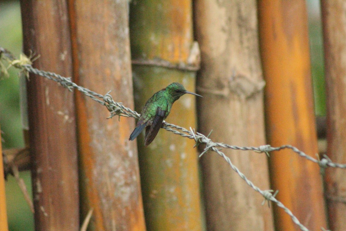 Steely-vented Hummingbird - ML527198111